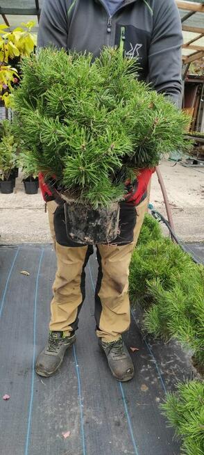 Kosodrzewina sadzonka