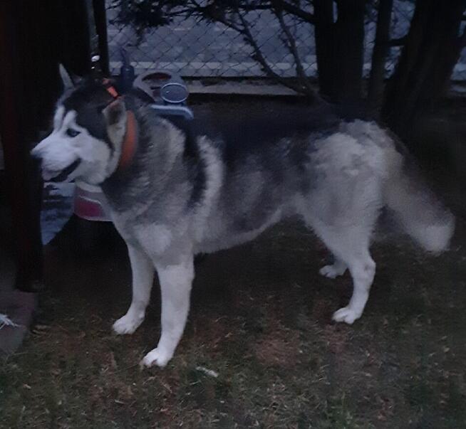Reproduktor syberian husky