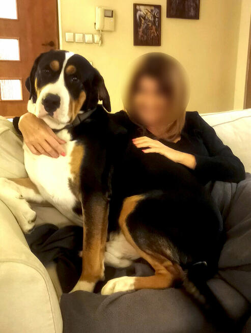 Szczeniak Duży Szwajcarski Pies Pasterski DSPP