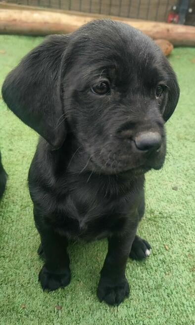 Oddam dwa psy i jedną suczkę.