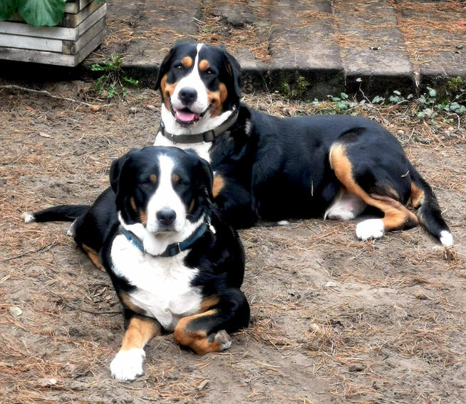 Szczeniak Duży Szwajcarski Pies Pasterski DSPP