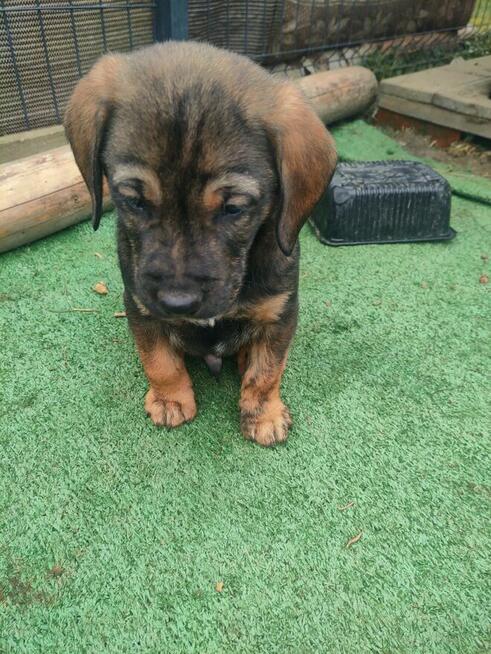 Oddam dwa psy i jedną suczkę.