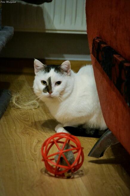 Helenka kotka, która potrzebuje dużo czasu, aby przekonać si