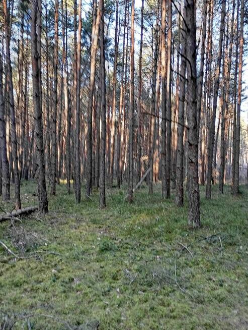 Sprzedam las dwie działki