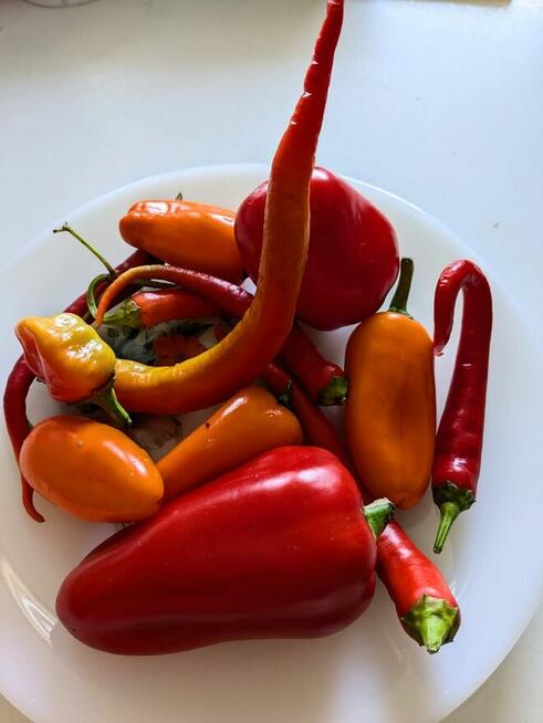 Black Cherry czarny pomidor kolekcja nasiona