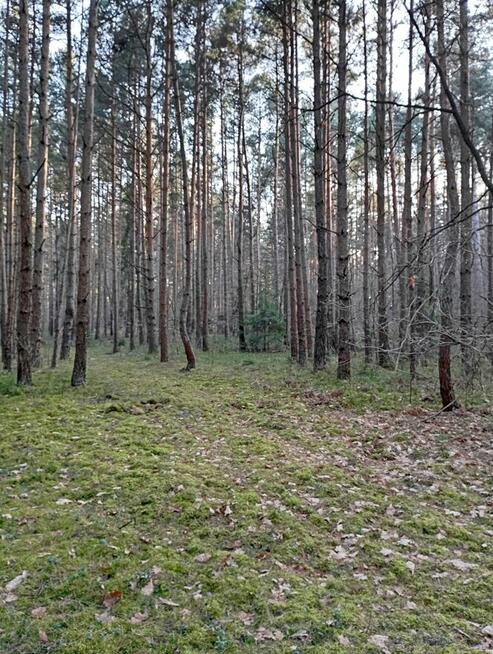 Sprzedam las dwie działki