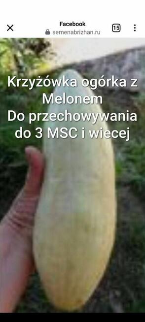 Black Cherry czarny pomidor kolekcja nasiona