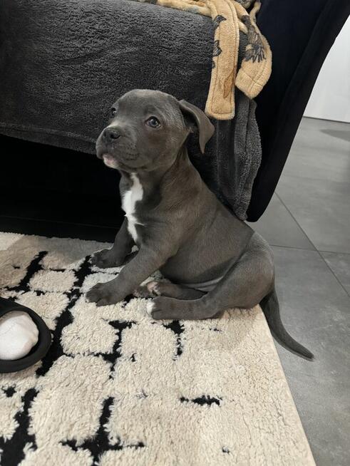 Amerykański Staffordshire terrier