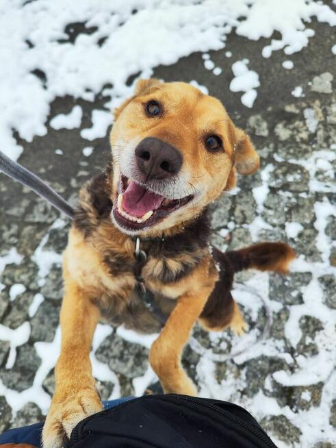 Towarzyski psi przytulak Jacek