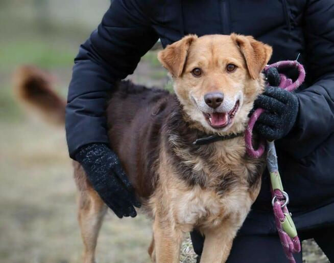 Towarzyski psi przytulak Jacek