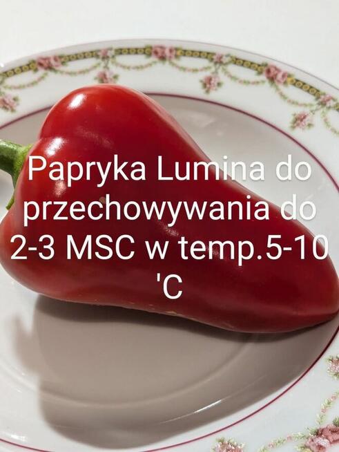 Black Cherry czarny pomidor kolekcja nasiona