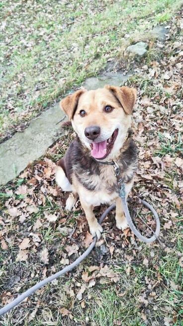 Towarzyski psi przytulak Jacek