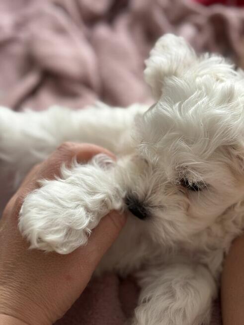 Maltańczyk gotowy do odbioru :))