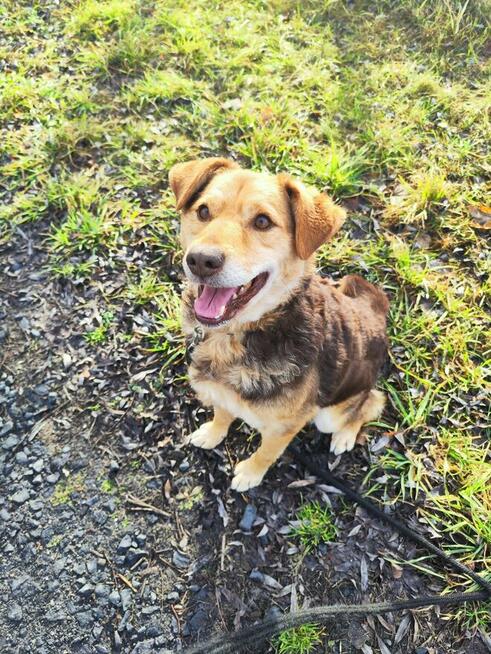 Towarzyski psi przytulak Jacek