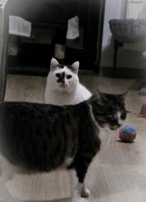 Helenka kotka, która potrzebuje dużo czasu, aby przekonać si