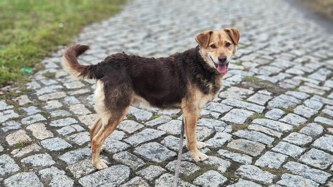 Towarzyski psi przytulak Jacek