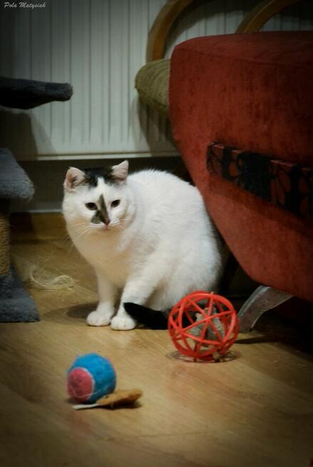 Helenka kotka, która potrzebuje dużo czasu, aby przekonać si