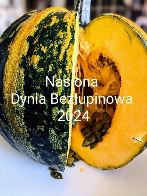 Black Cherry czarny pomidor kolekcja nasiona