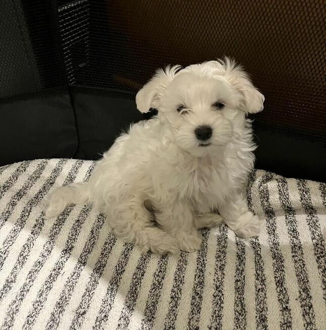 Maltańczyk gotowy do odbioru :))