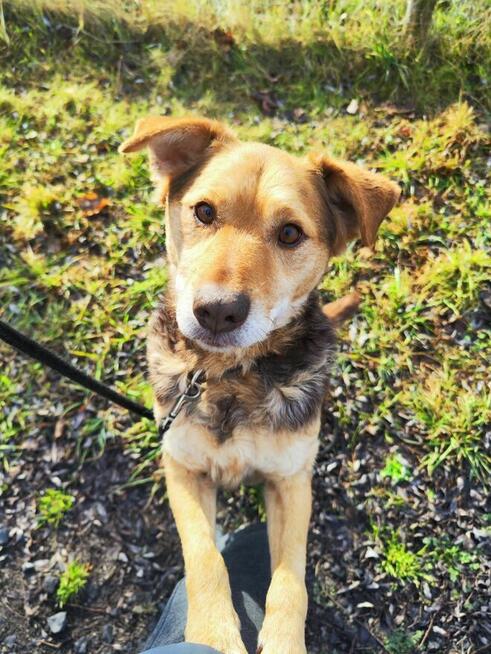 Towarzyski psi przytulak Jacek