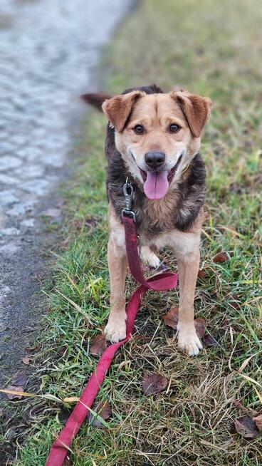 Towarzyski psi przytulak Jacek