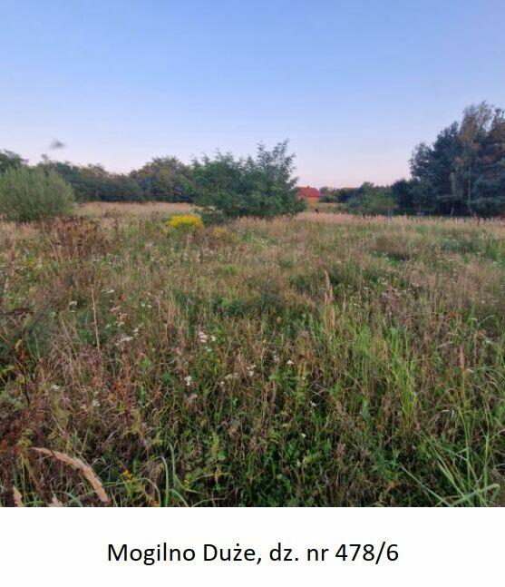 Syndyk sprzeda nieruchomość gruntową dz. nr 478.6 Mogilno Du
