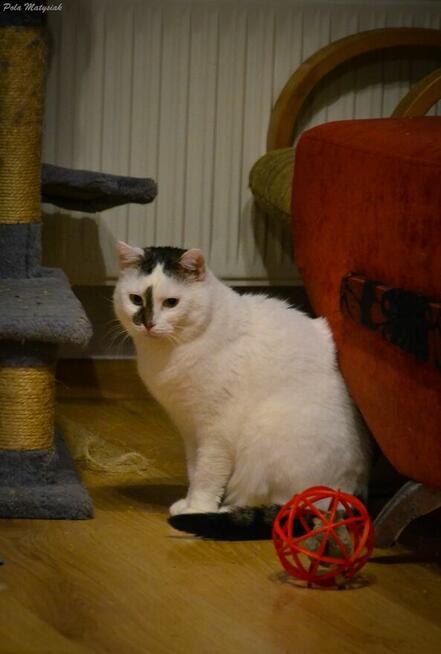 Helenka kotka, która potrzebuje dużo czasu, aby przekonać si