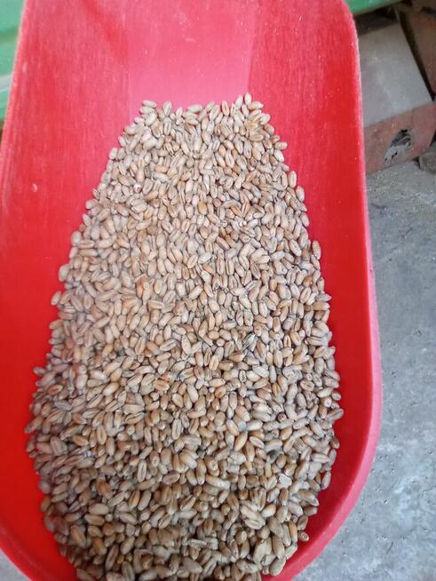 kukurydza, owies, jęczmień, pszenica, pszenżyto, pasze itp