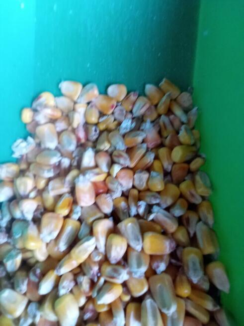 kukurydza, owies, jęczmień, pszenica, pszenżyto, pasze itp