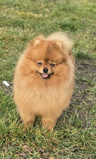 Pomeranian szpic miniaturowy zkwp FCI