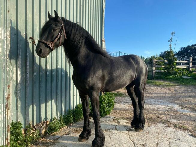 Zdrowy i bezpieczny 10-letni wałach fryzyjski!