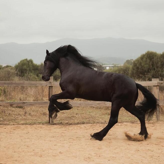 Zdrowy i bezpieczny 10-letni wałach fryzyjski!