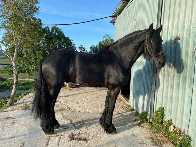 Zdrowy i bezpieczny 10-letni wałach fryzyjski!