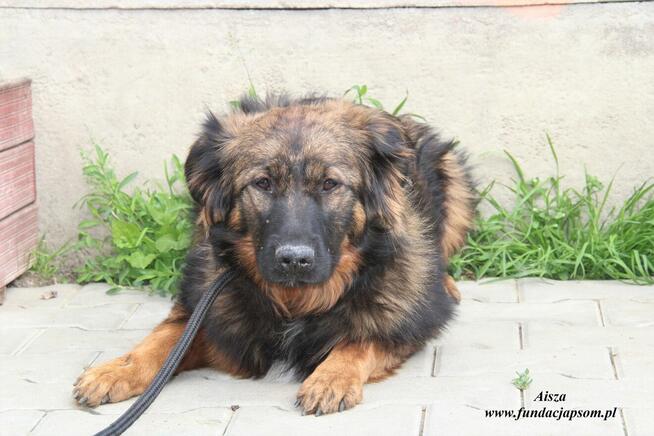 Aisza szuka właściciela