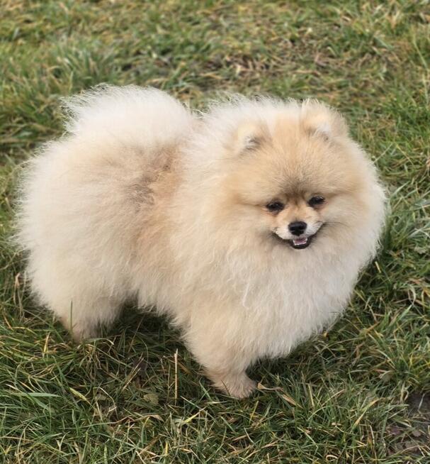 Pomeranian szpic miniaturowy zkwp FCI