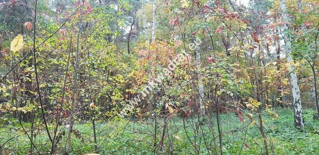 Budowlana z pięknymi drzewami | Media | Mpzp | LUX