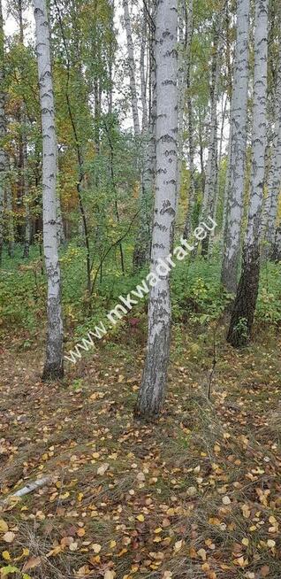 Budowlana z pięknymi drzewami | Media | Mpzp | LUX