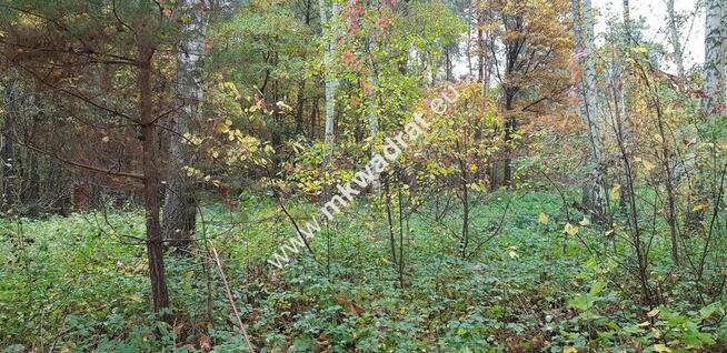 Budowlana z pięknymi drzewami | Media | Mpzp | LUX