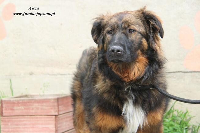 Aisza szuka właściciela
