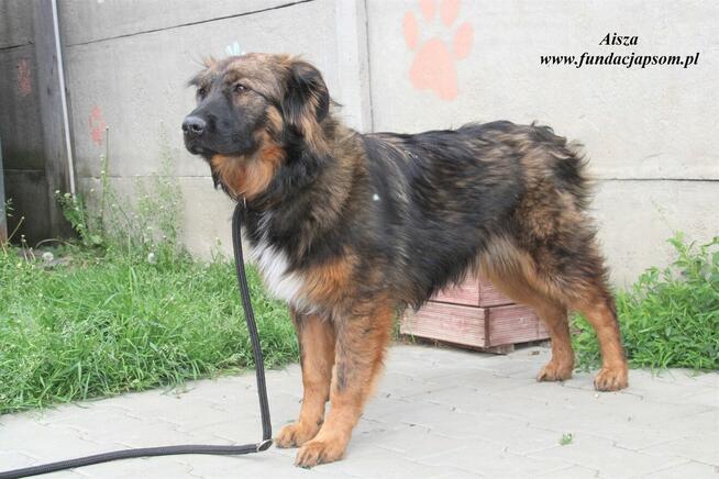 Aisza szuka właściciela