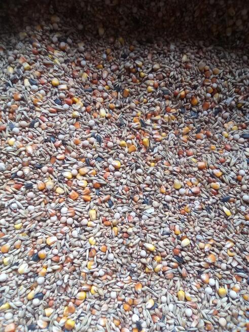 kukurydza, owies, jęczmień, pszenica, pszenżyto, pasze itp