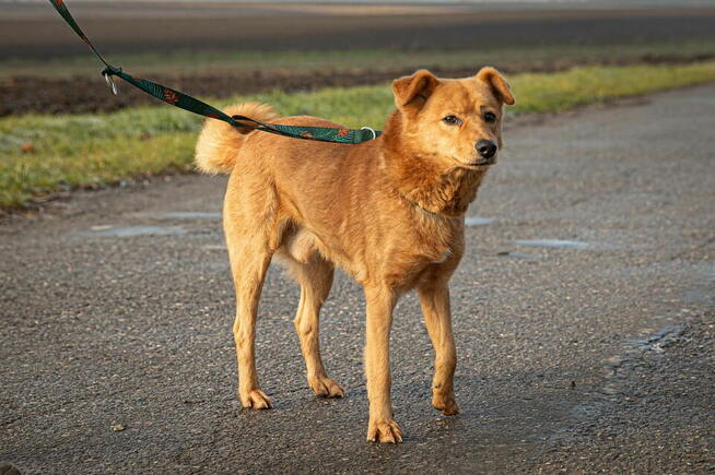 5-letni Rudy szuka swojego domu!