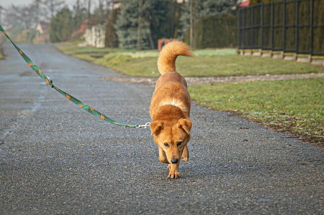 5-letni Rudy szuka swojego domu!