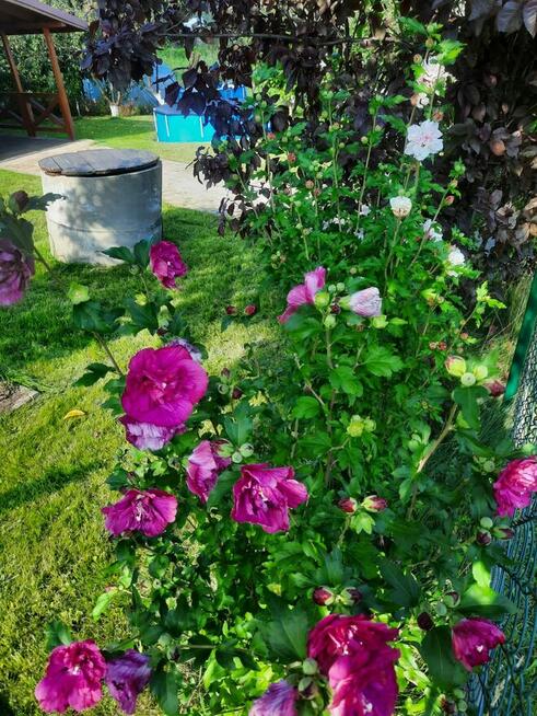 Sprzedam piękny ogródek działkowy z domkiem - RODOS \