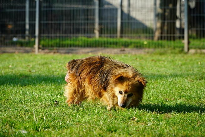 Puszek szuka ciepłego domu!