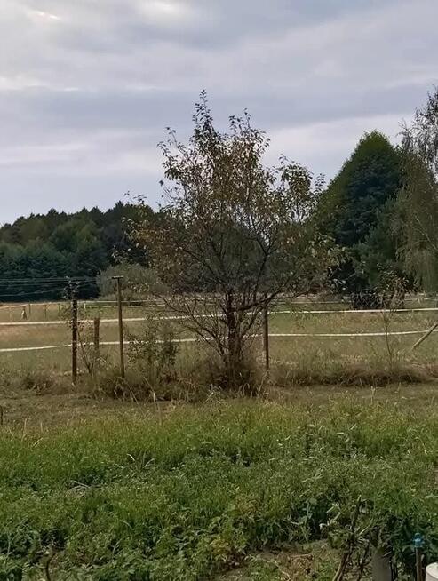 Sprzedam bezpośrednio siedlisko z budynkami gospodarczymi z