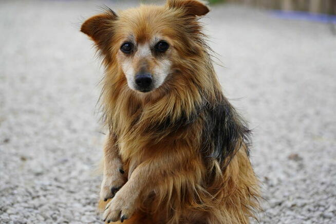 Puszek szuka ciepłego domu!