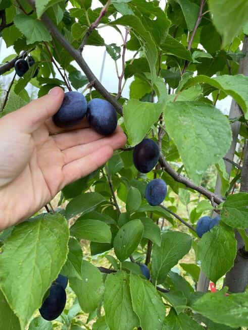 Dawne stare odmiany śliwy drzewka owocowe
