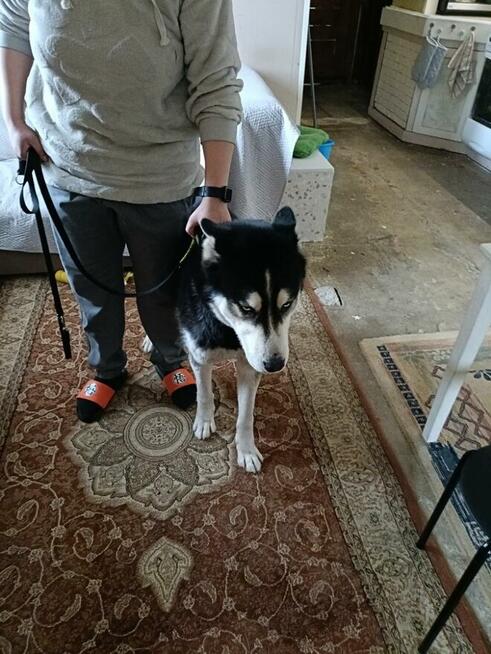 Oddam 15miesiecznego Husky w dobre rece