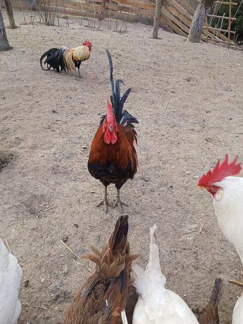 Kogut rasy Feniks miniaturowy i zielononóżka